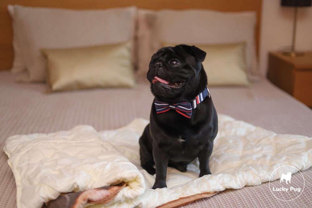 Almofada + Manta Pug