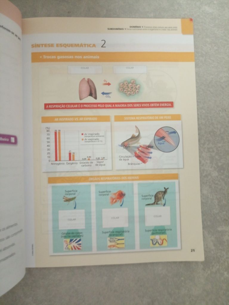 CSI 6 ciências naturais 6º
