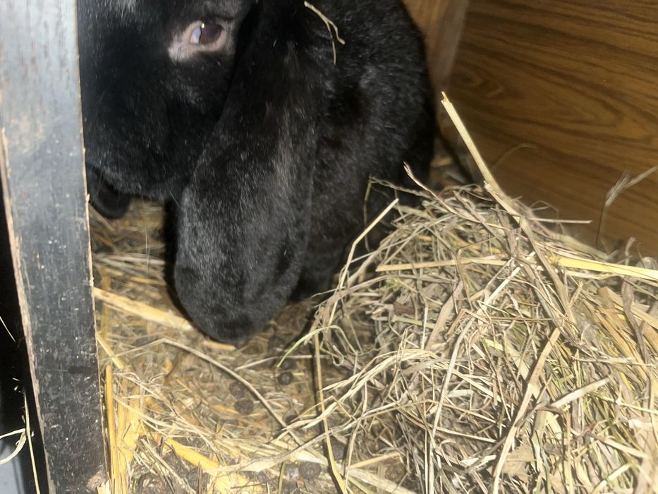 Barany 1+3  likwidacja sprzedam