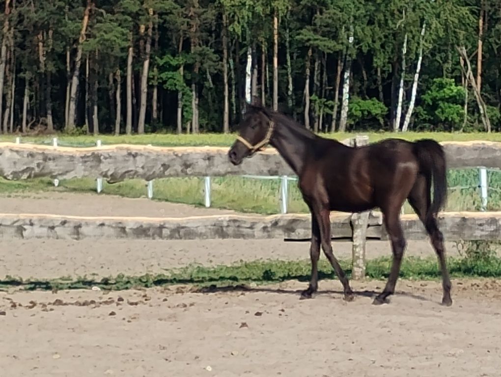 Sprzedam karą homozygotyczną klaczkę arabską