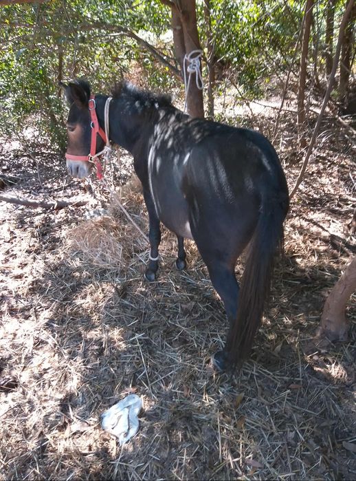 Vendo macho anão