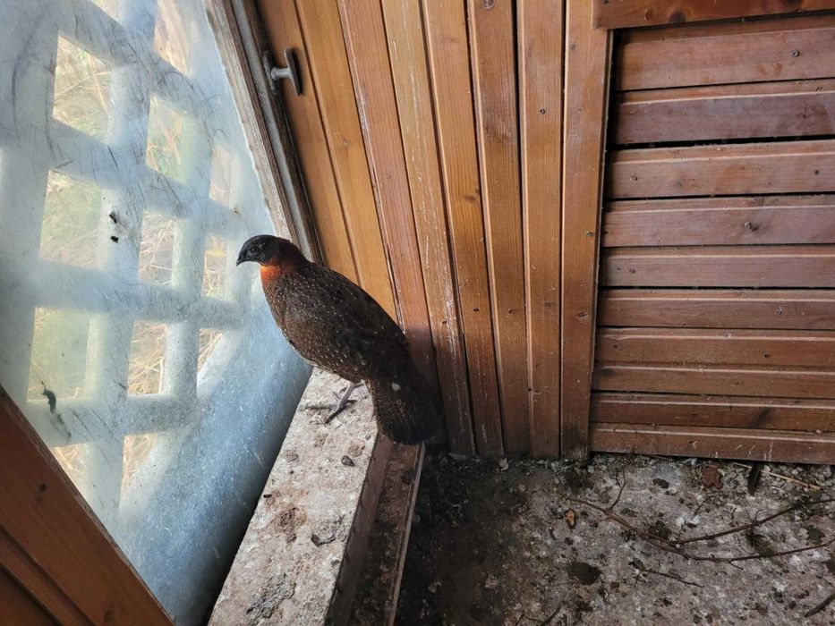 Bażant Tragopan  2025