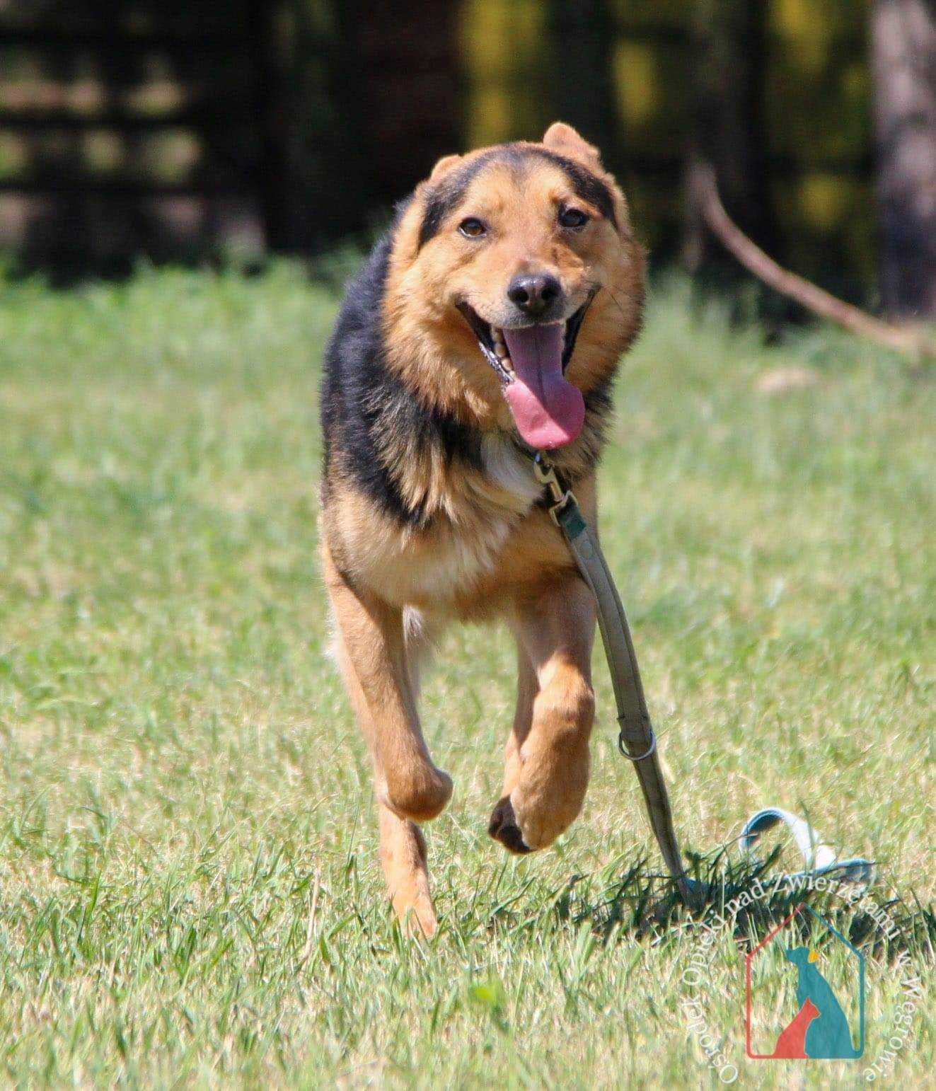 DELIKATNY, UCZUCIOWY - uroda owczarka, waży 17 kg  adoptuj przyjaciela