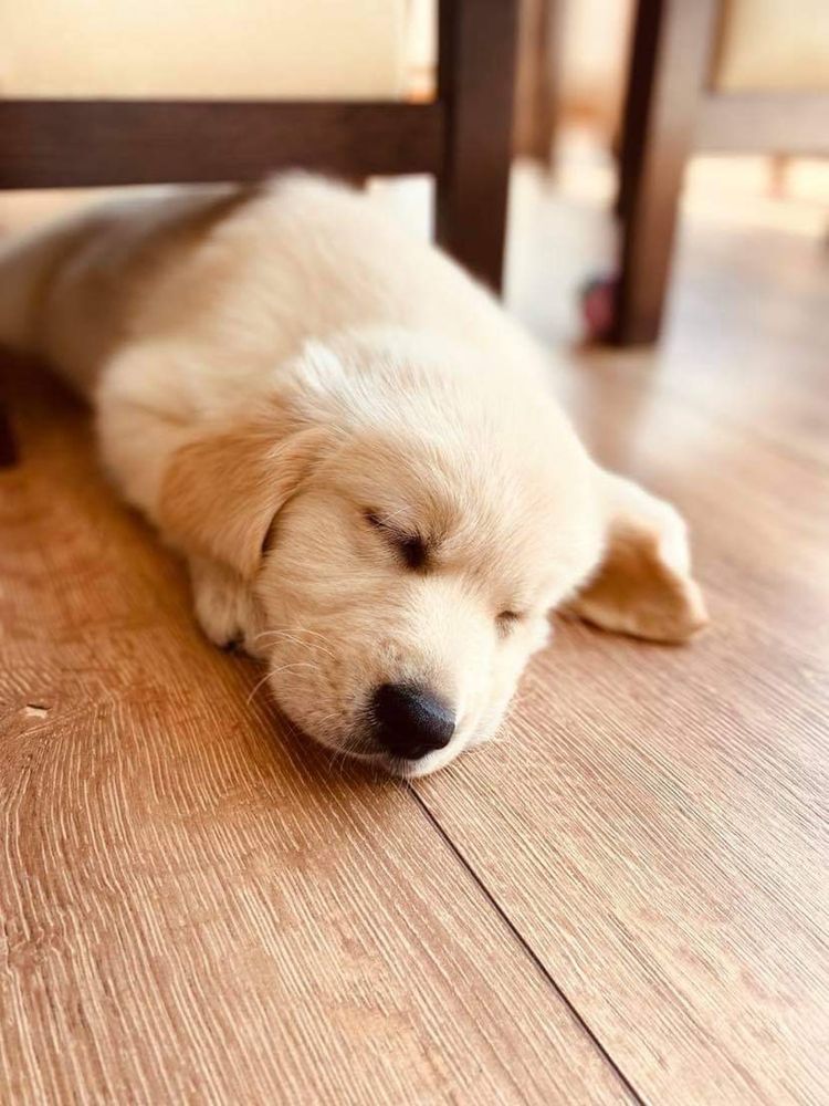 Golden retriever-szczenię