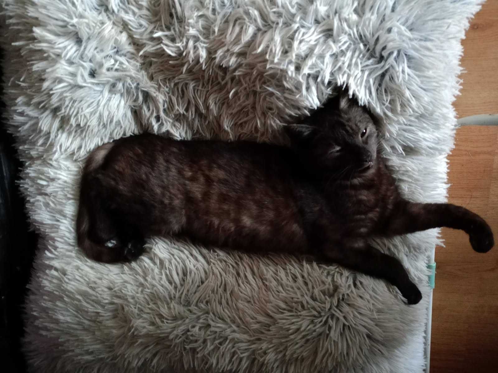 Kotek do adopcji