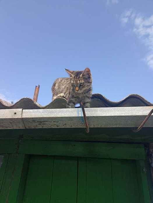 Віддам кошенят безкоштовно