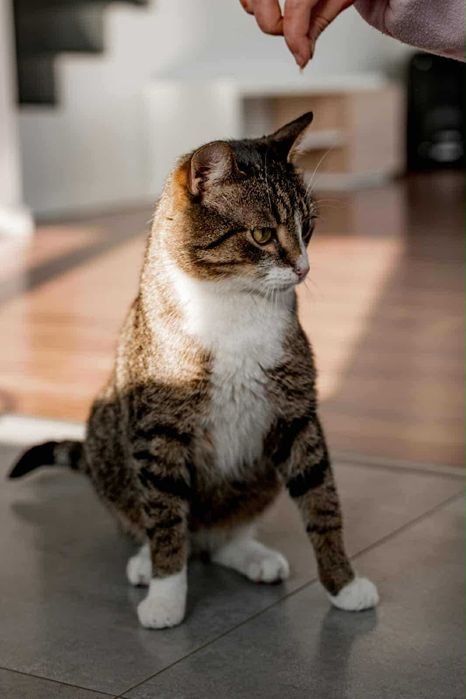 Kocurek do adopcji