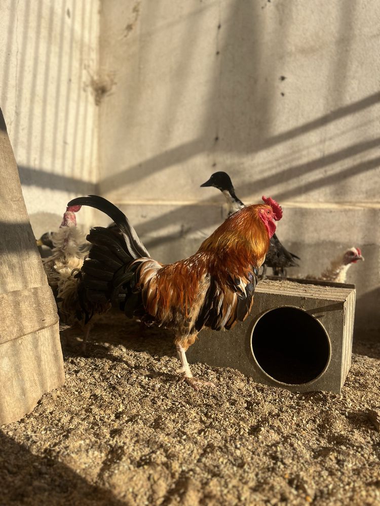Galo da índia adulto