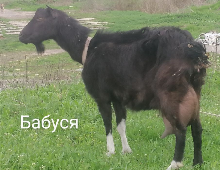 Козлик цапик % Нубо-Каморі+ Нубо-Ламанча