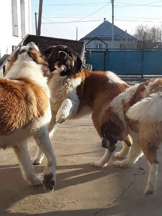 Щенок московской сторожевой