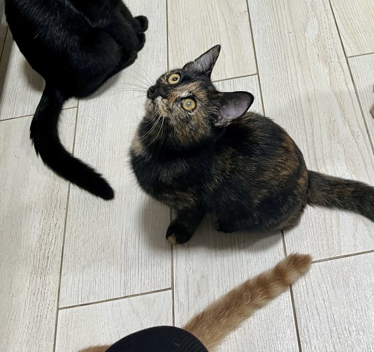 Котенок Эмбер 4 мес