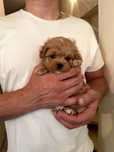 Мальтипу мальчик мини ф1, міні мальтіпу хлопчик, mini maltipoo f1
