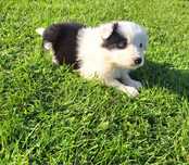 Cudny piesek border collie do rezerwacji