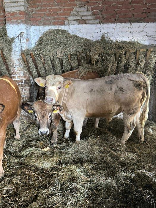 Byki mieszańce i mięsne odsadki