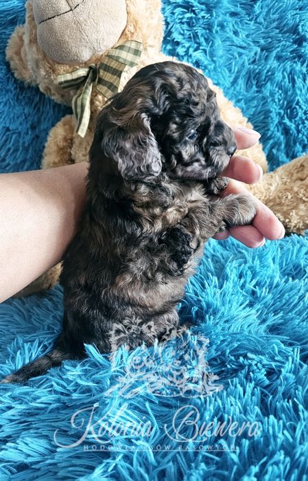 Pudel Miniaturowy  Merle Badania genetyczne!!
