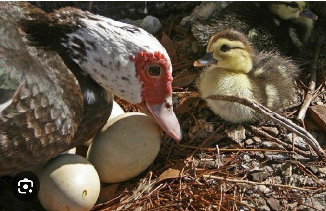 індокачки яйця,мускусні утки   шипуни качки