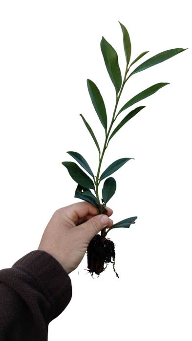 Laurowiśnia wschodnia ‘Caucasica’ multipaleta sadzonki 20-40 cm