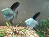Скалярия болгарин пиной голубая платина bulgarian Blue Pinoy Angelfish
