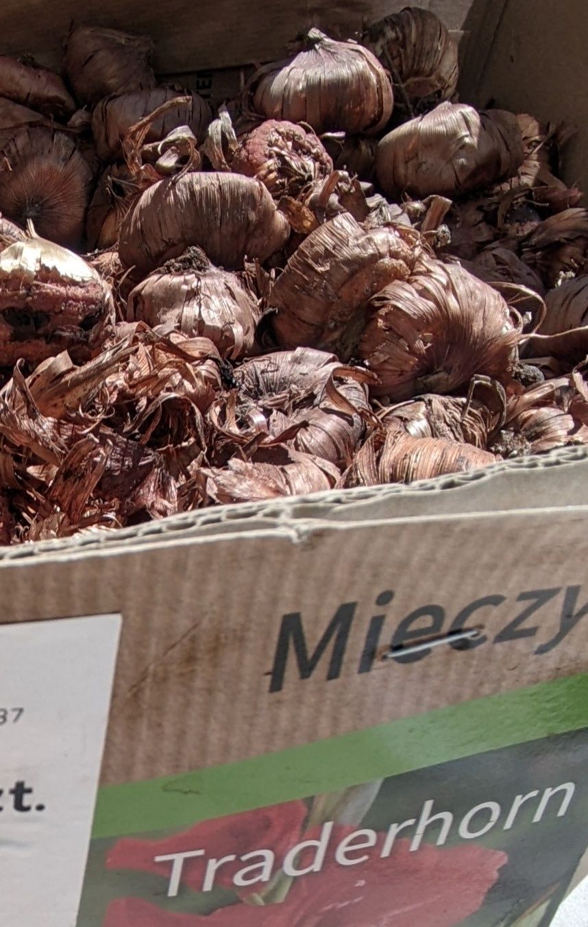 Cebulki mieczyki krokus tulipan szafirki czosnek cebule narcyz mix