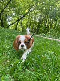 Oddam Szczeniaka Cavalier King Charls Spaniel