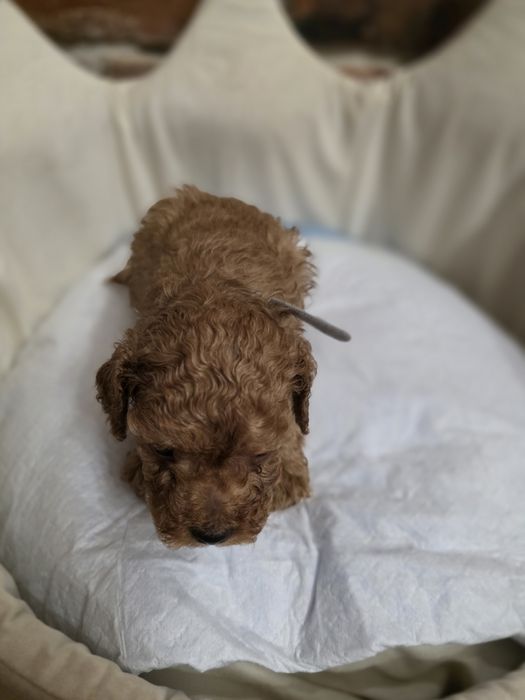 Pudelek toy chłopczyk red!