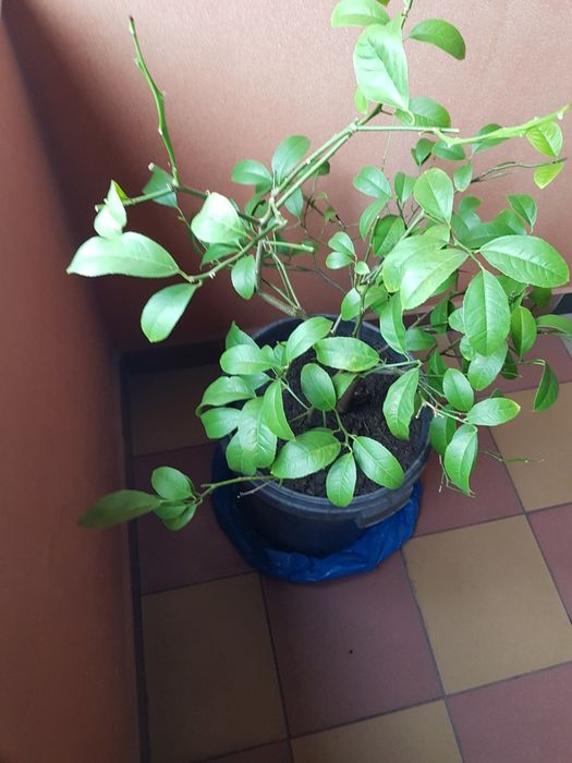 Drzewko cytrynowe Cytrus cytryna