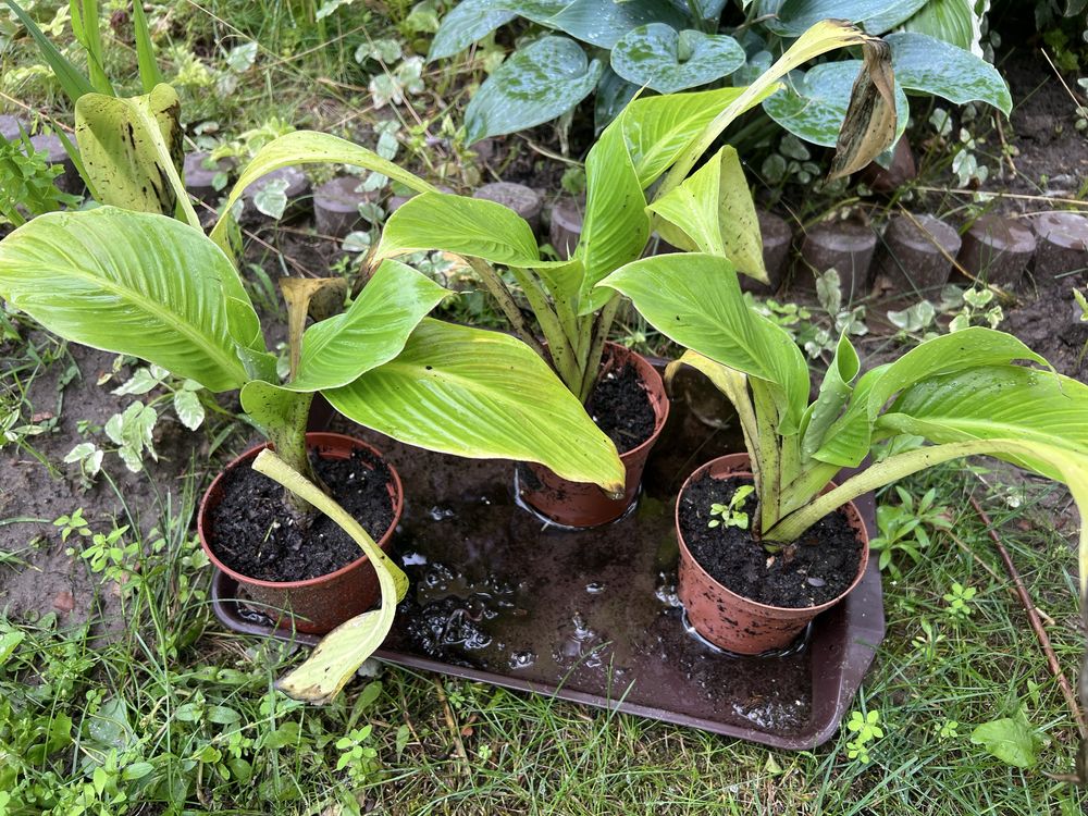 Bananowiec Ensete Ventricosum "Large seed"i inne odmiany bananowców
