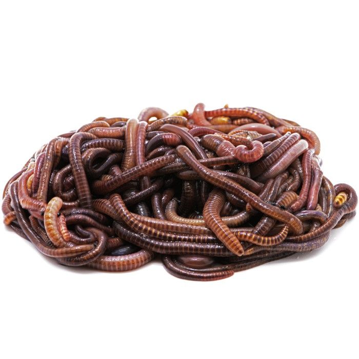 Хробак, черв'як дендрабена