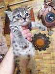 Віддам кошенят безкоштовно