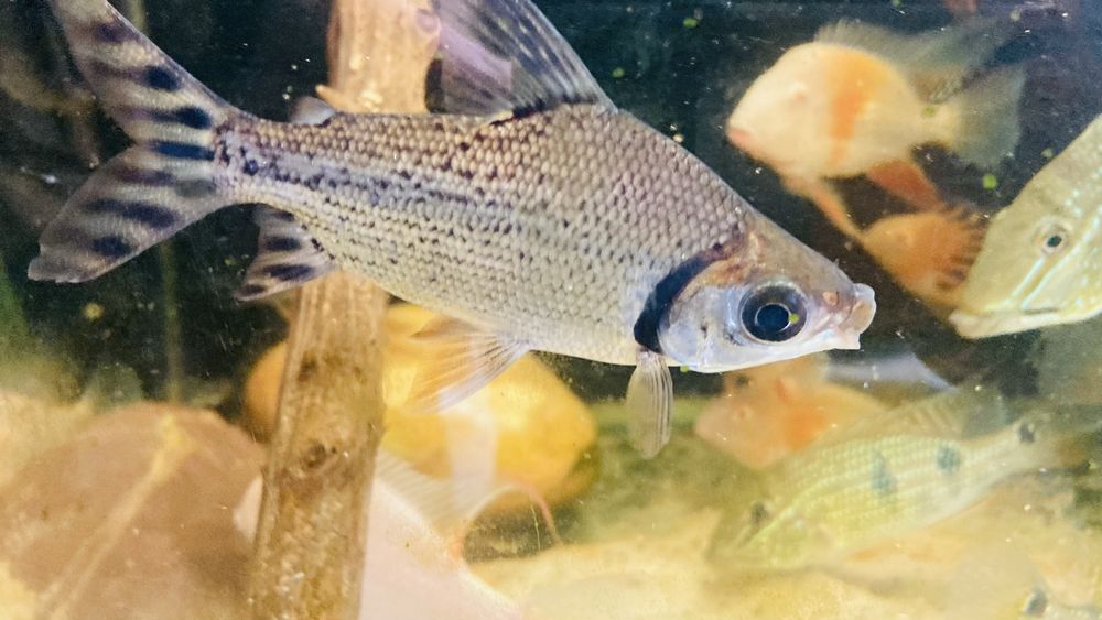 TABU FLAGTAIL Semaprochilodus Leszczanka W-wa