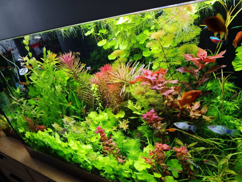 zestaw roślin akwariowych