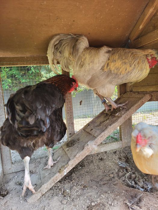 Ovos galados - Araucana Inglesa x Marans Cobre