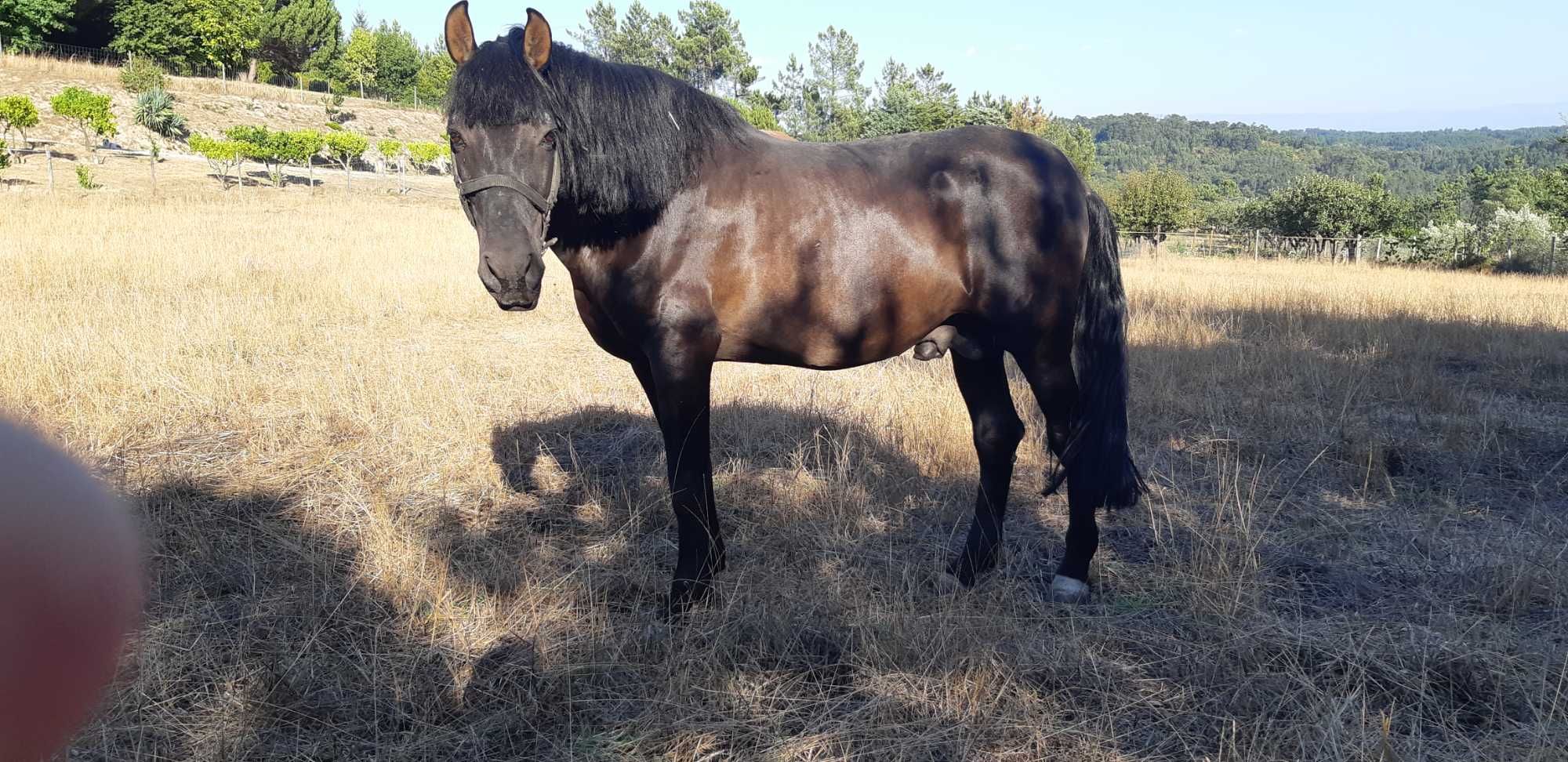 Cavalo lusitano manso