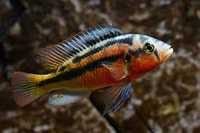 GB MALAWI Haplochromis sp. „rock kribensis” (F-2)