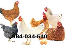 KURY NIOSKI Rosa Leghorn Dominant