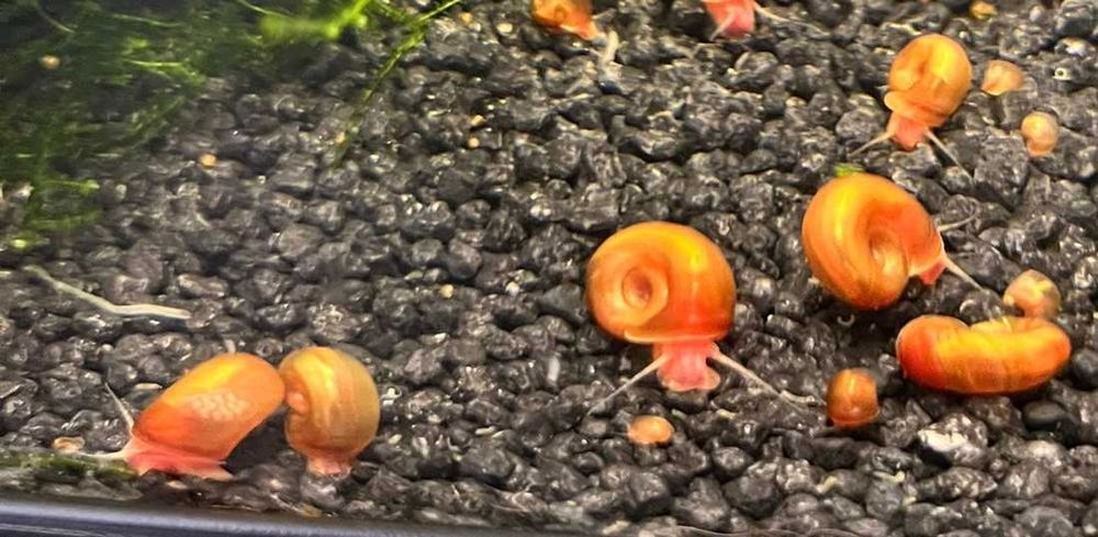 Caracóis Planorbis Corneus Vermelhos (Adultos e juvenis)