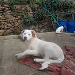 Cao para adopcao