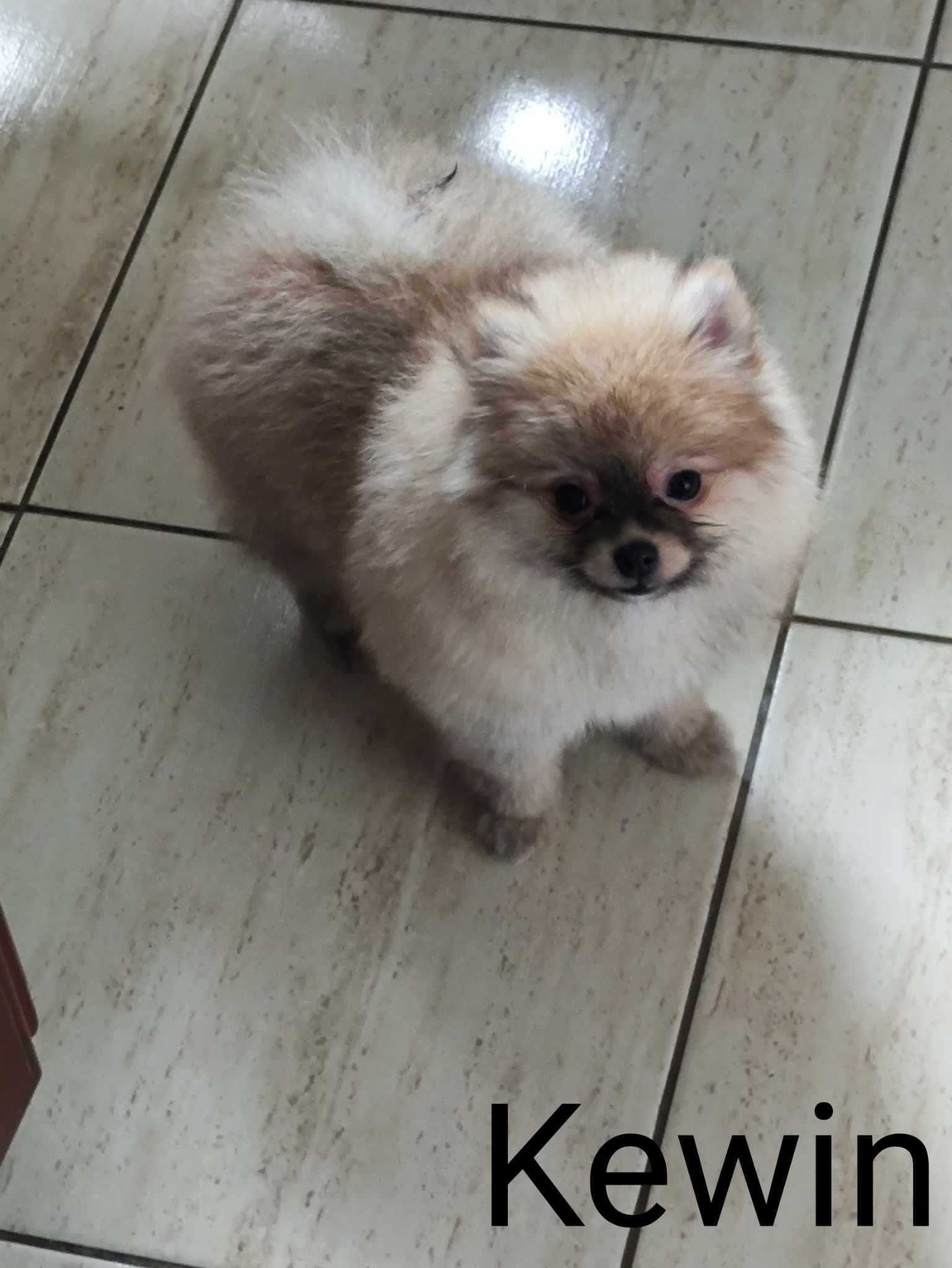 Pomeranian Już do odbioru