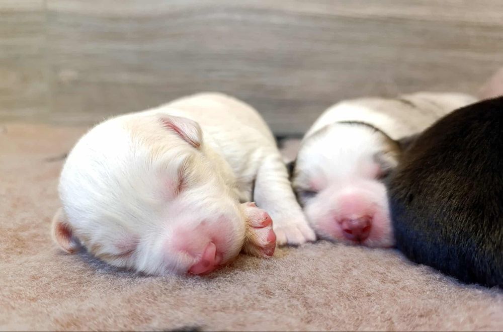 Suczka Border Collie ZKwP FCI szczenię