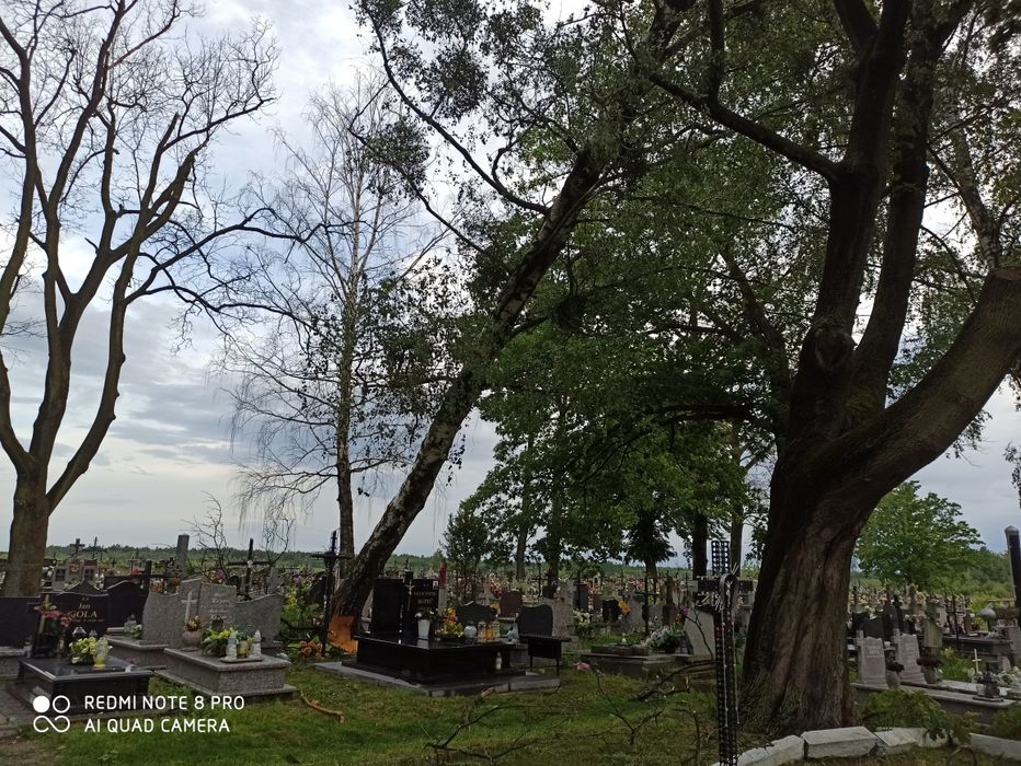 Wycinka i przycinka drzew trudnych