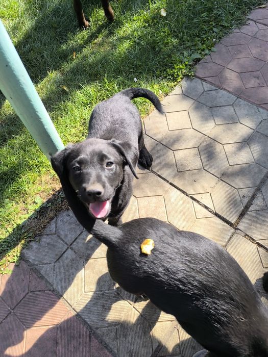 цуценята лабрадора ретривера