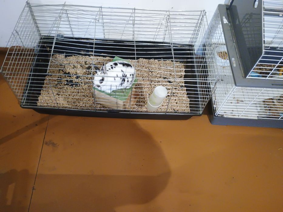 Królik biały samiczka