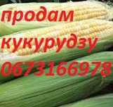 Продам Кукурудзу солодку молоду в качанах опт
