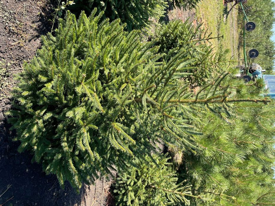 Ель с комом (1.5 м)