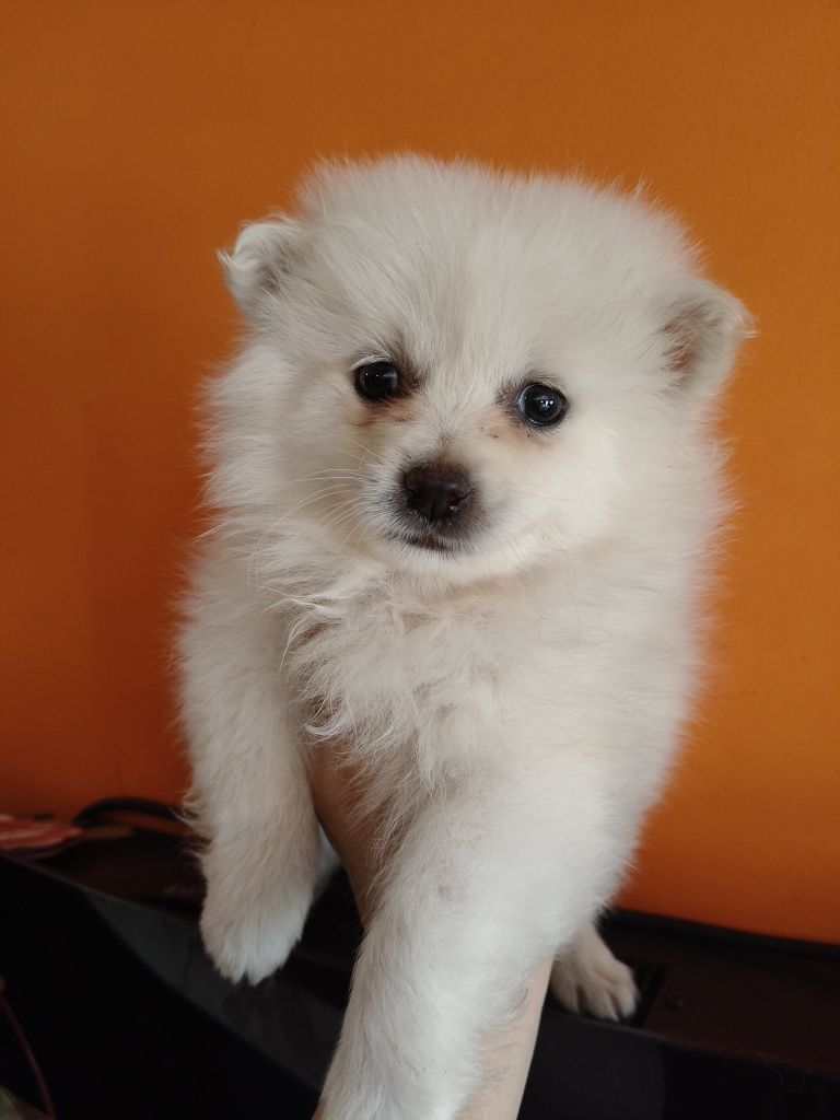 Spitz alemão menina