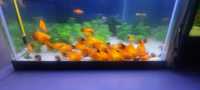 Platy Mickey Coral e Coral Normal