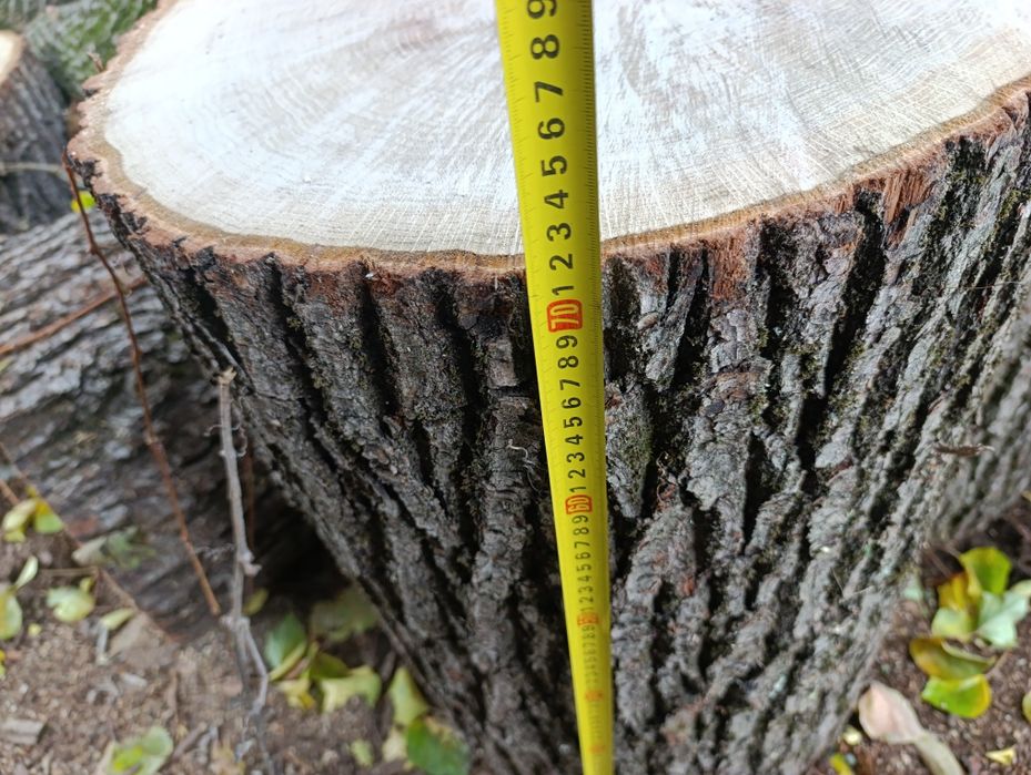 Дубовые колоды сухие не гнилые