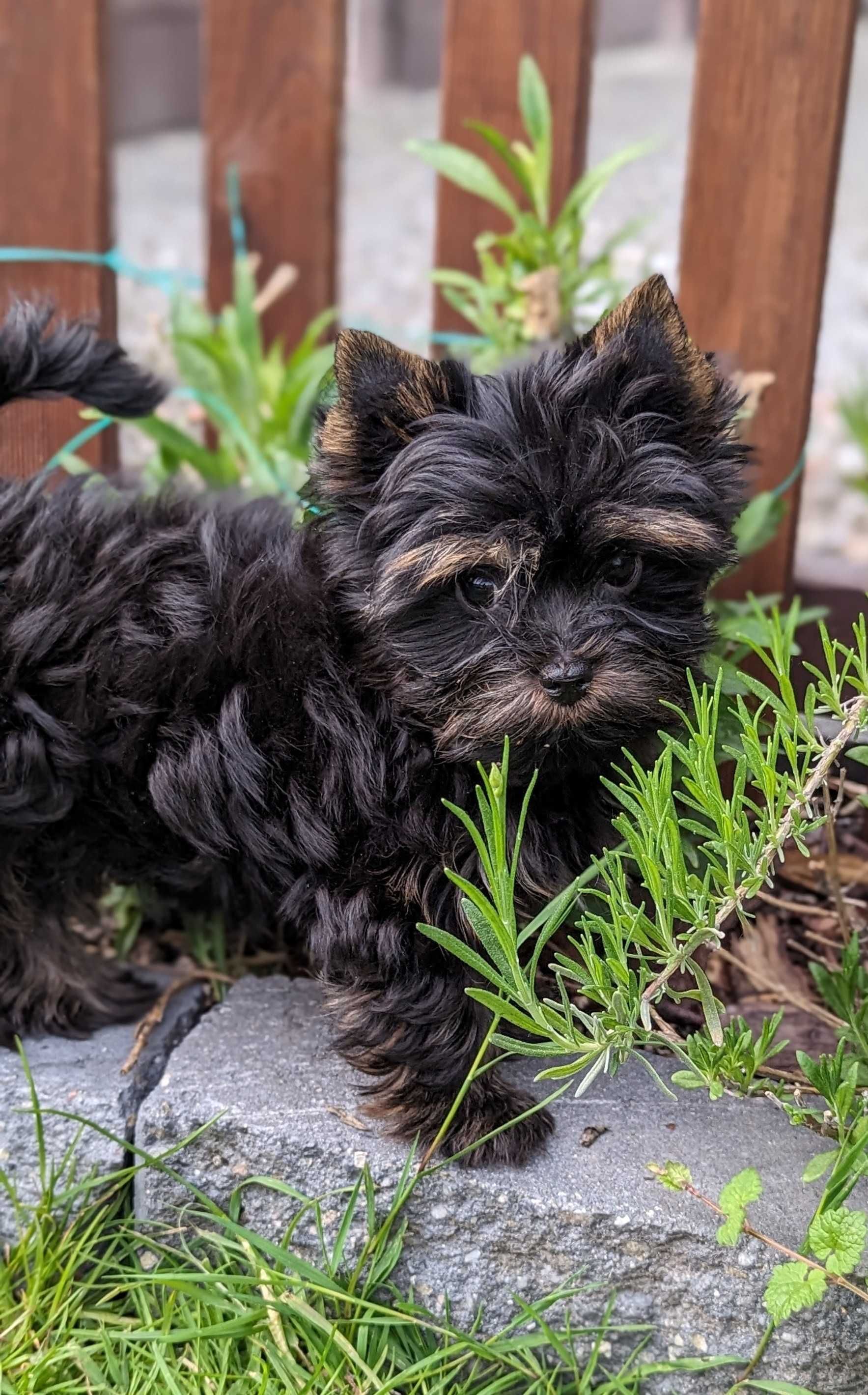 Sprzedam pieski Yorkshire terrier