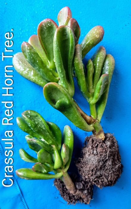 Редкие, вариегатные крассулы, толстянки, денежные деревья.