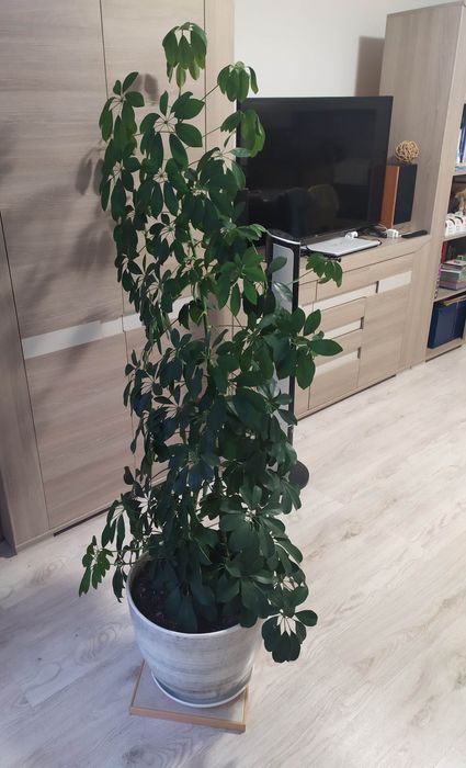SCHEFFLERA ARBORICOLA piękny duży kwiat w ceramicznej donicy
